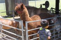 2019 Arc In The Park photo 84
