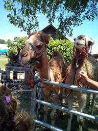 2019 Arc In The Park photo 99